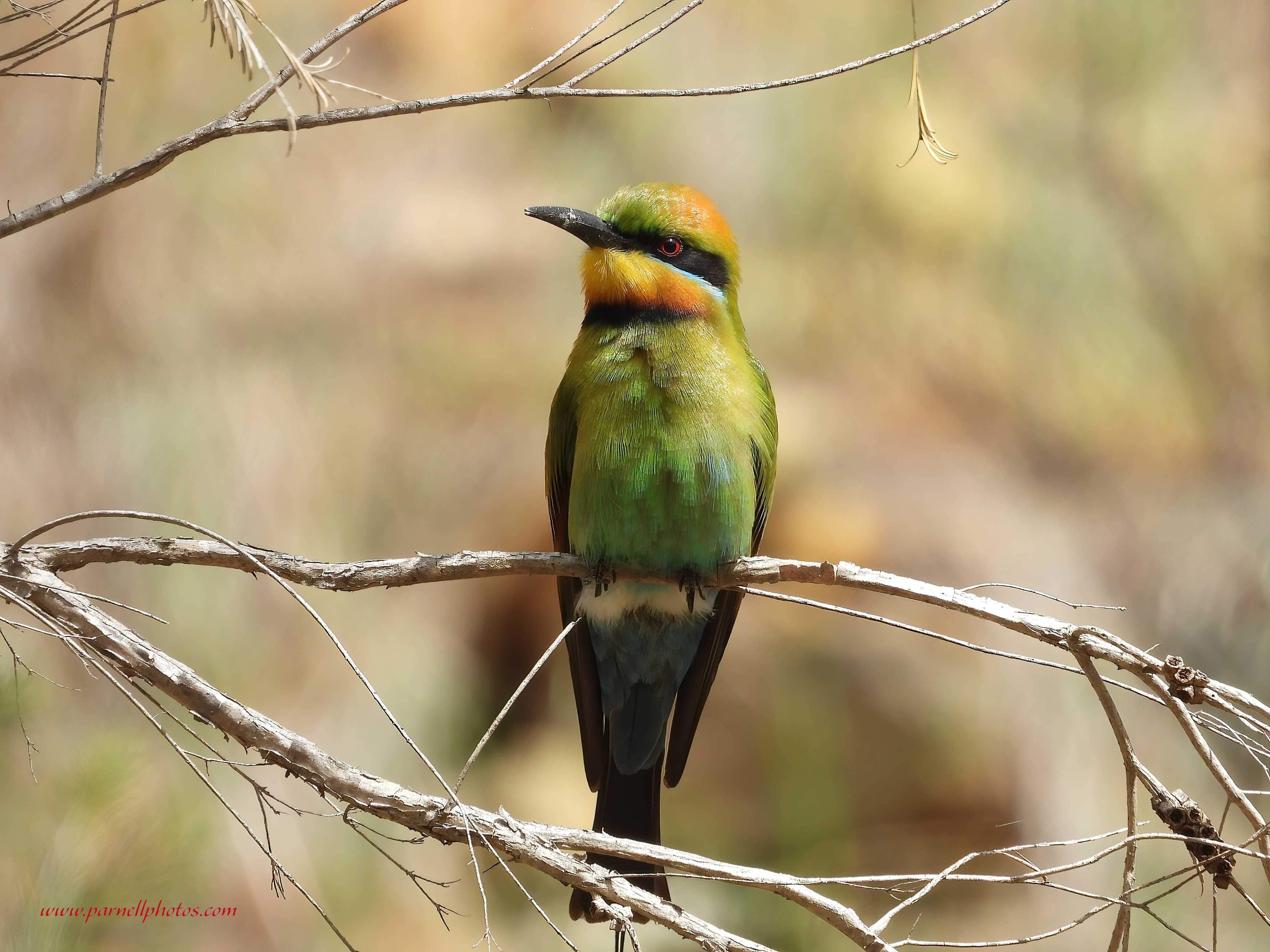 Rainbow Bee-eater