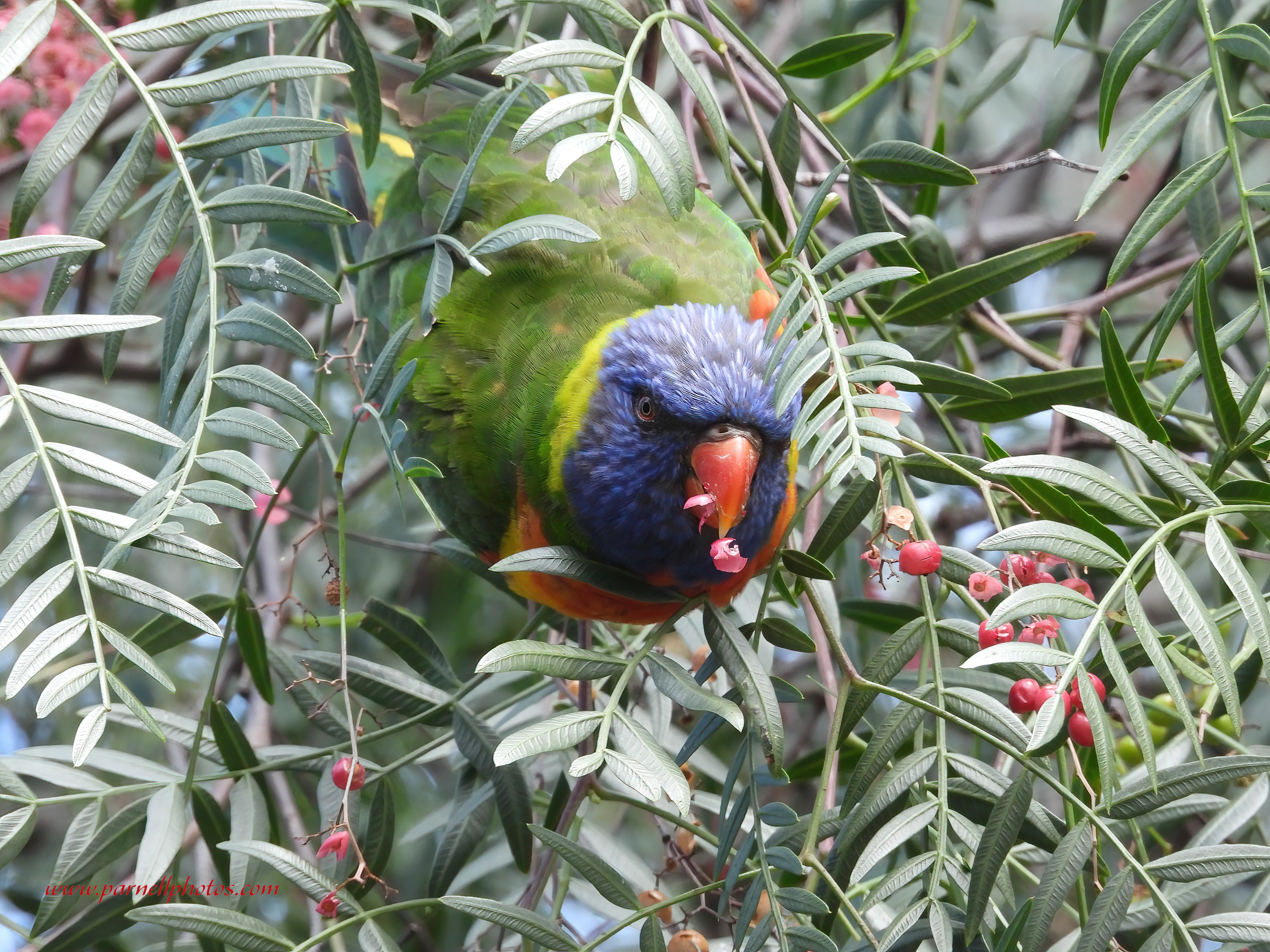 Rainbow Lorikeet Eating