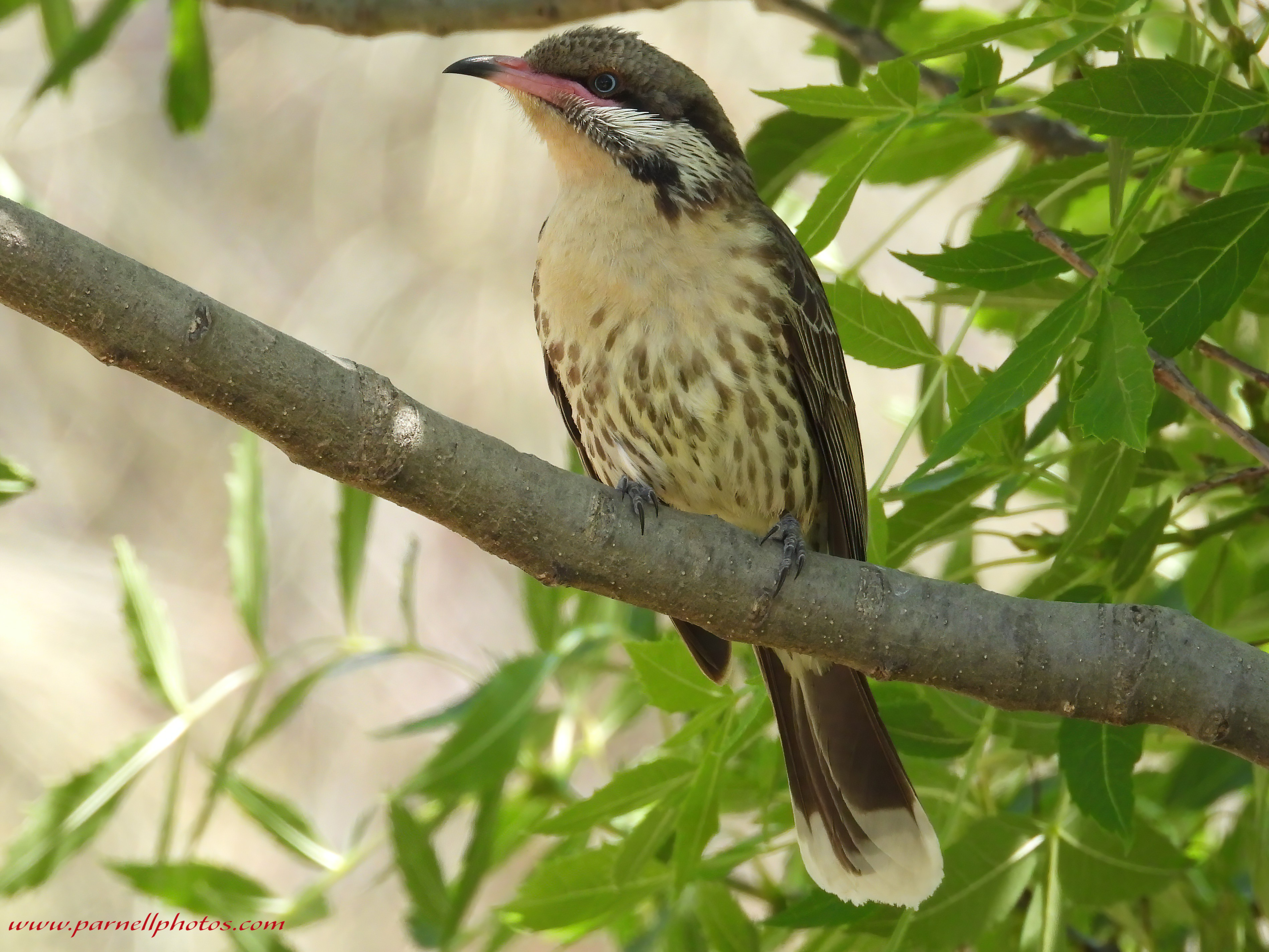 Spiny-cheeked Honeyeater in Bush