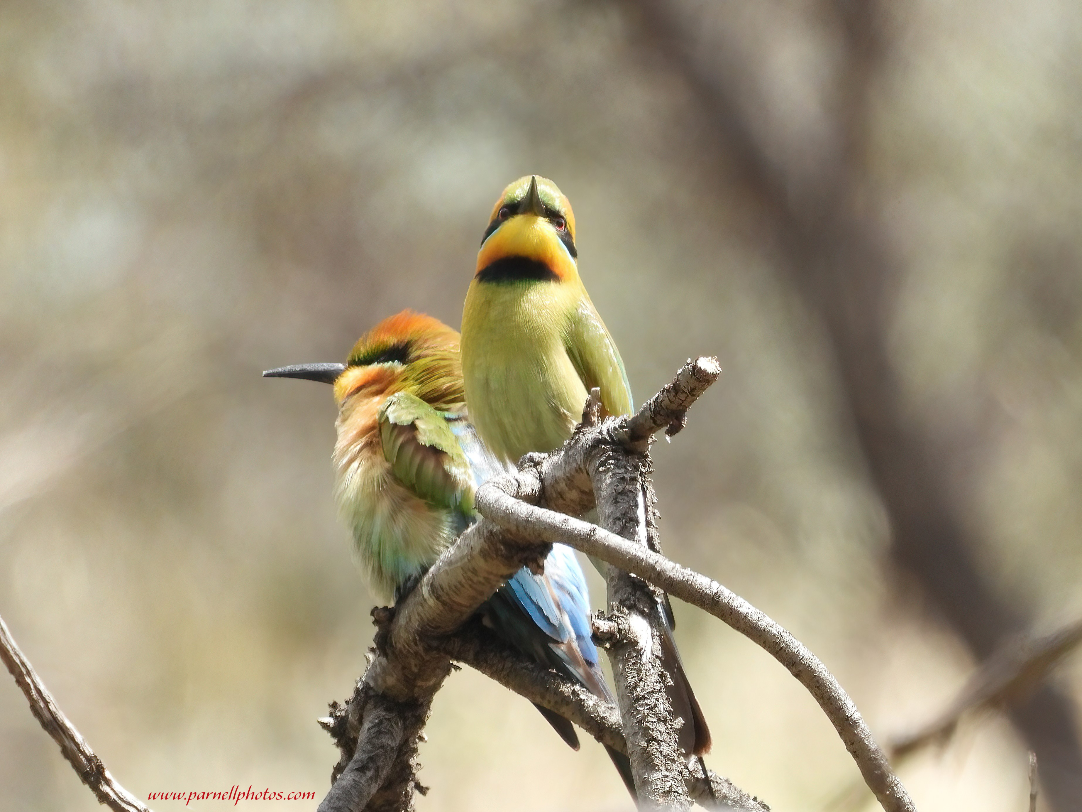 Two Rainbow Bee-eaters