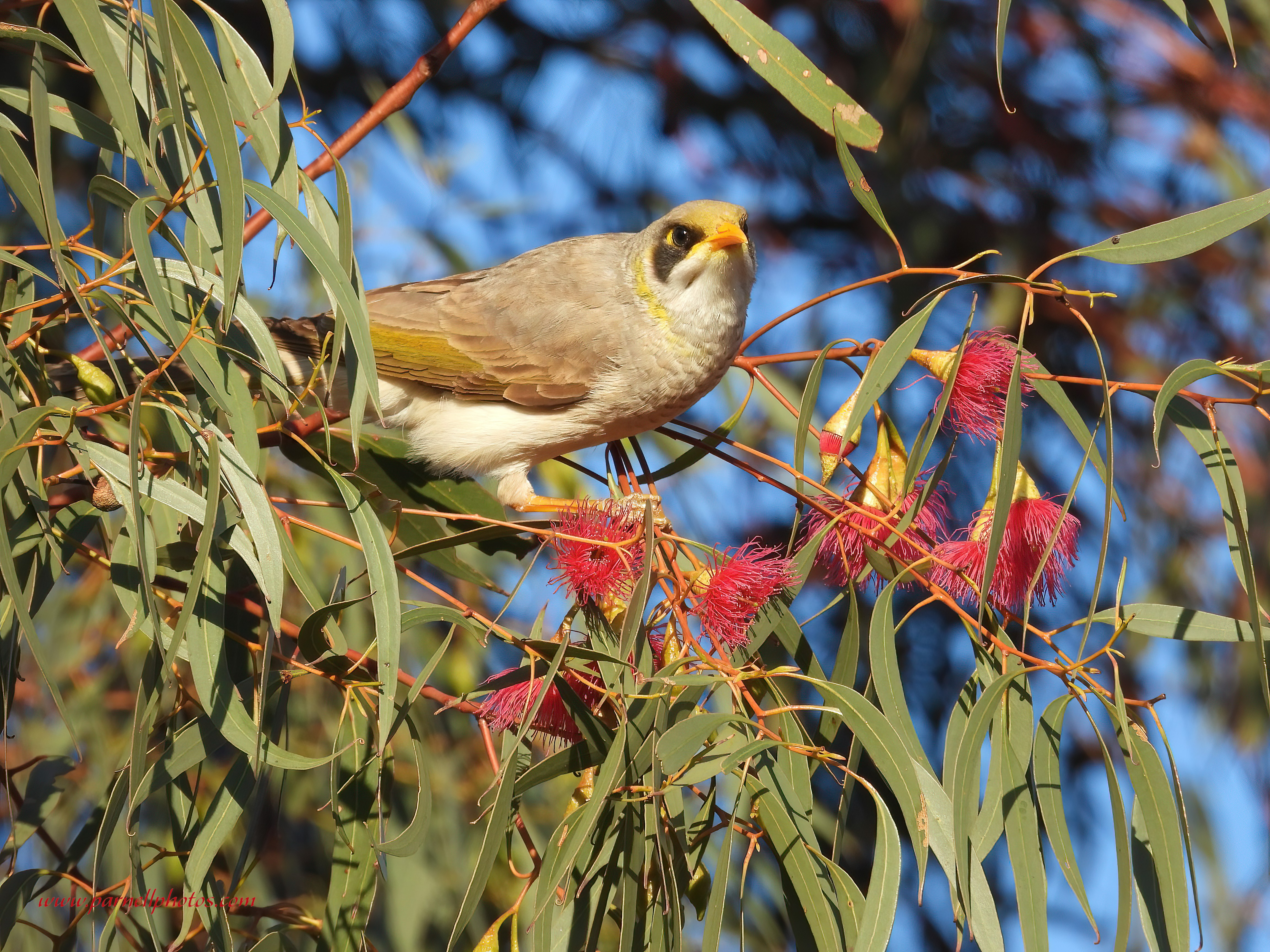 Miner Bird Pink Blossom