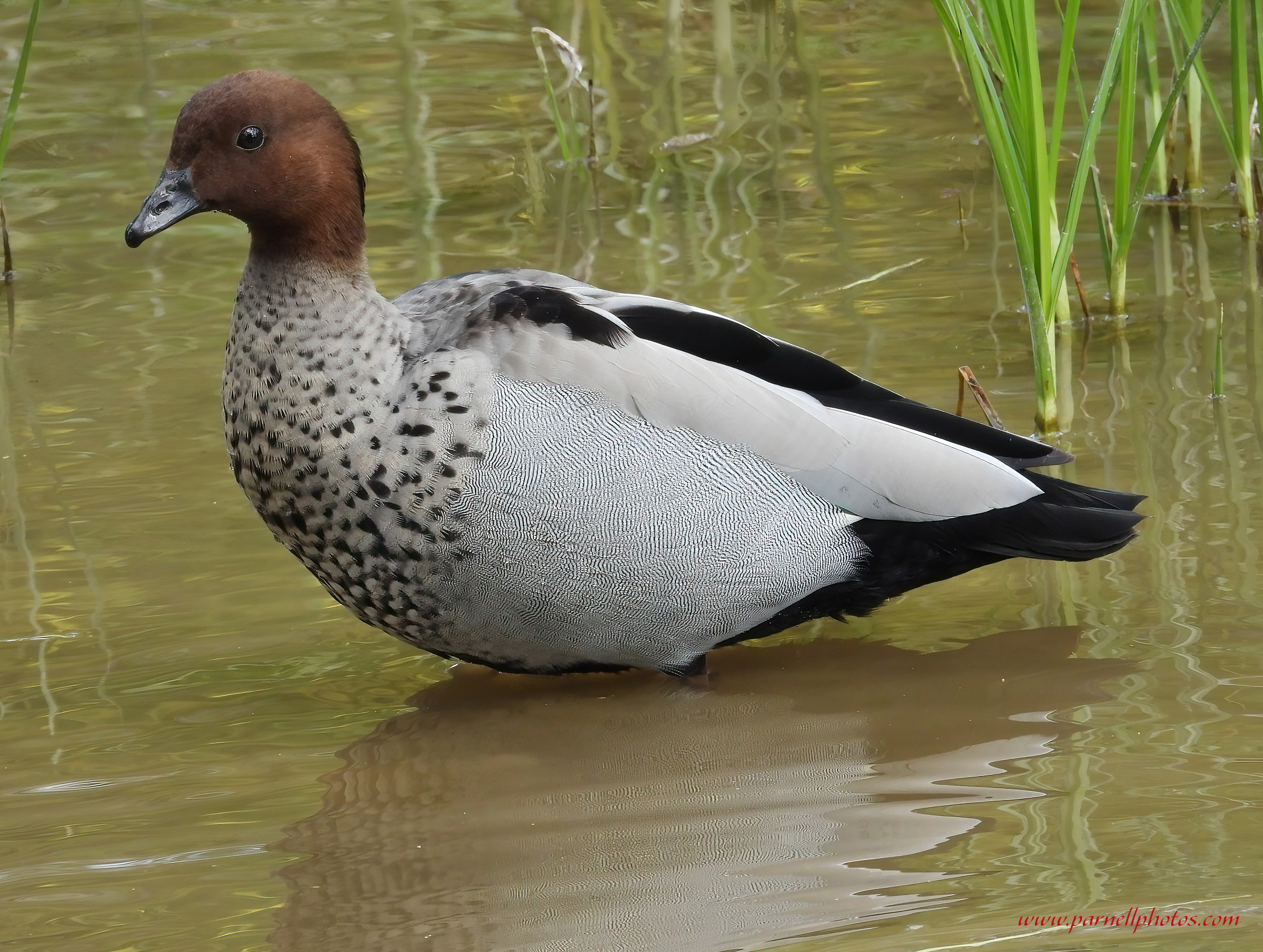 Australian Wood Duck