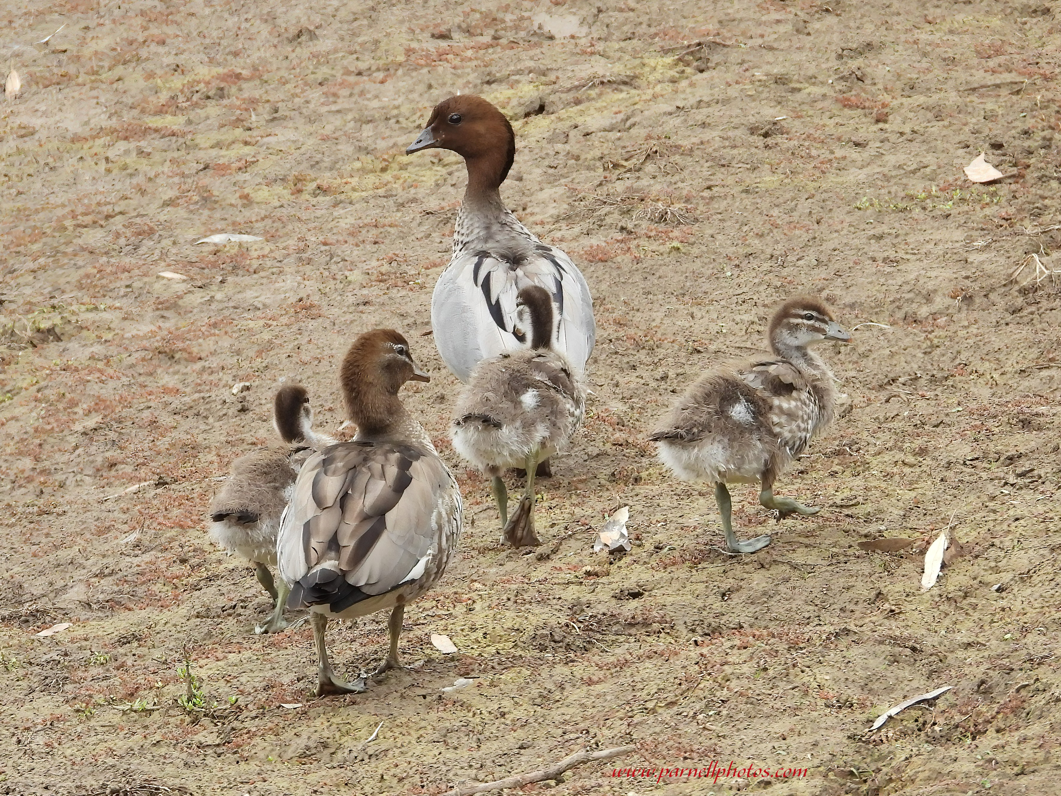 Australian Wood Ducks with Chicks