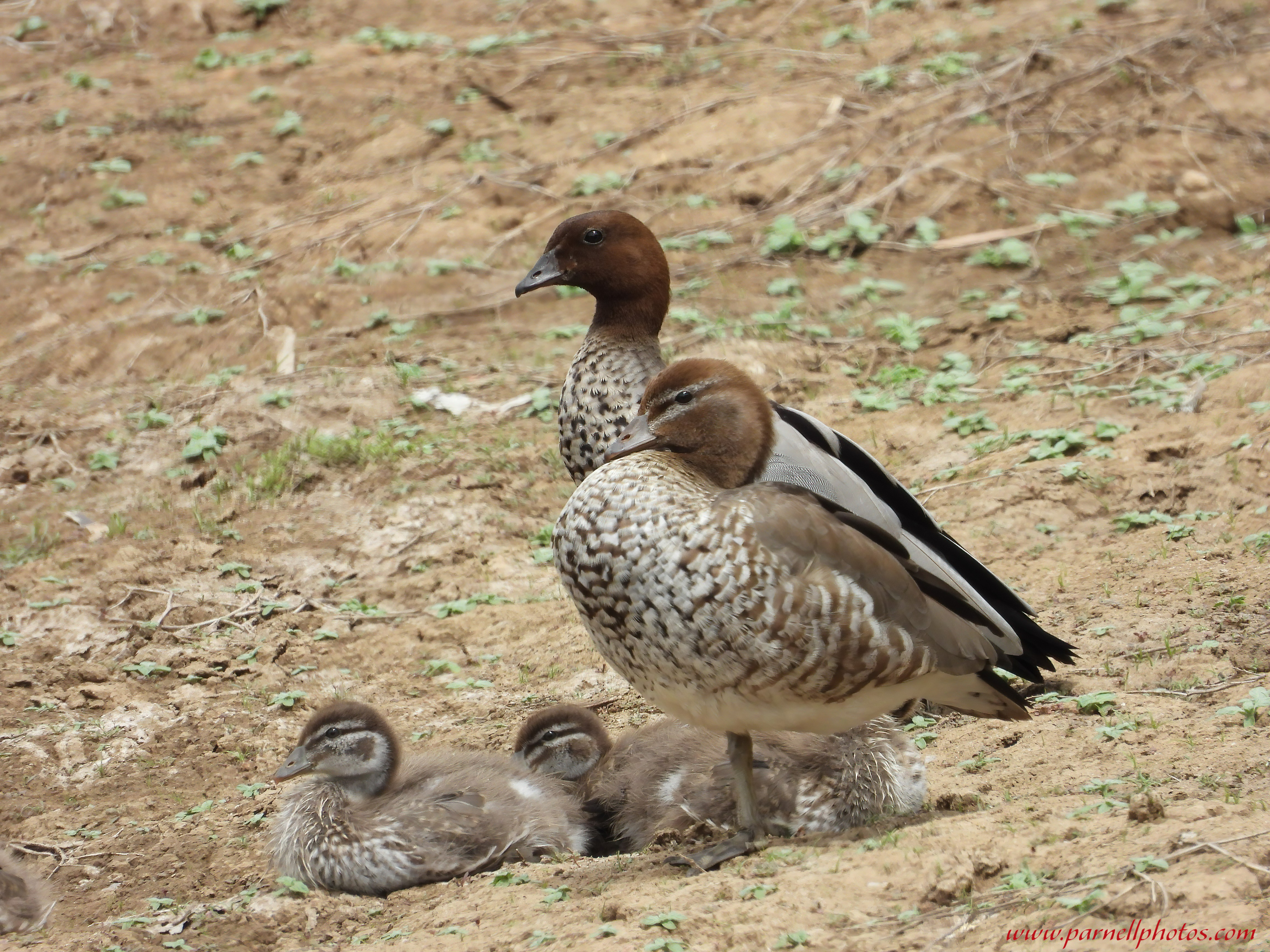 Australian Wood Duck Family