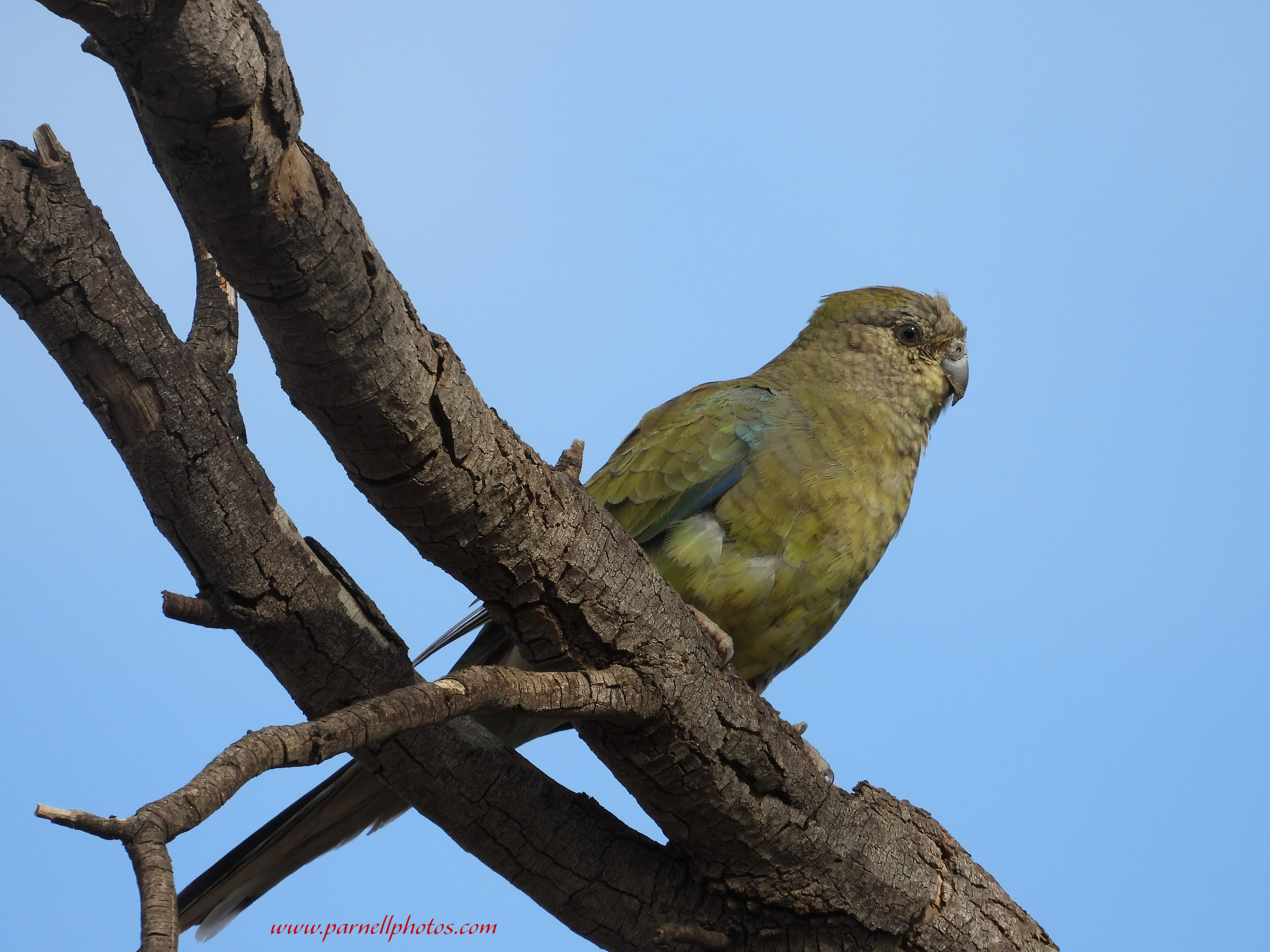 Female Red-rumped Parrot in Tree