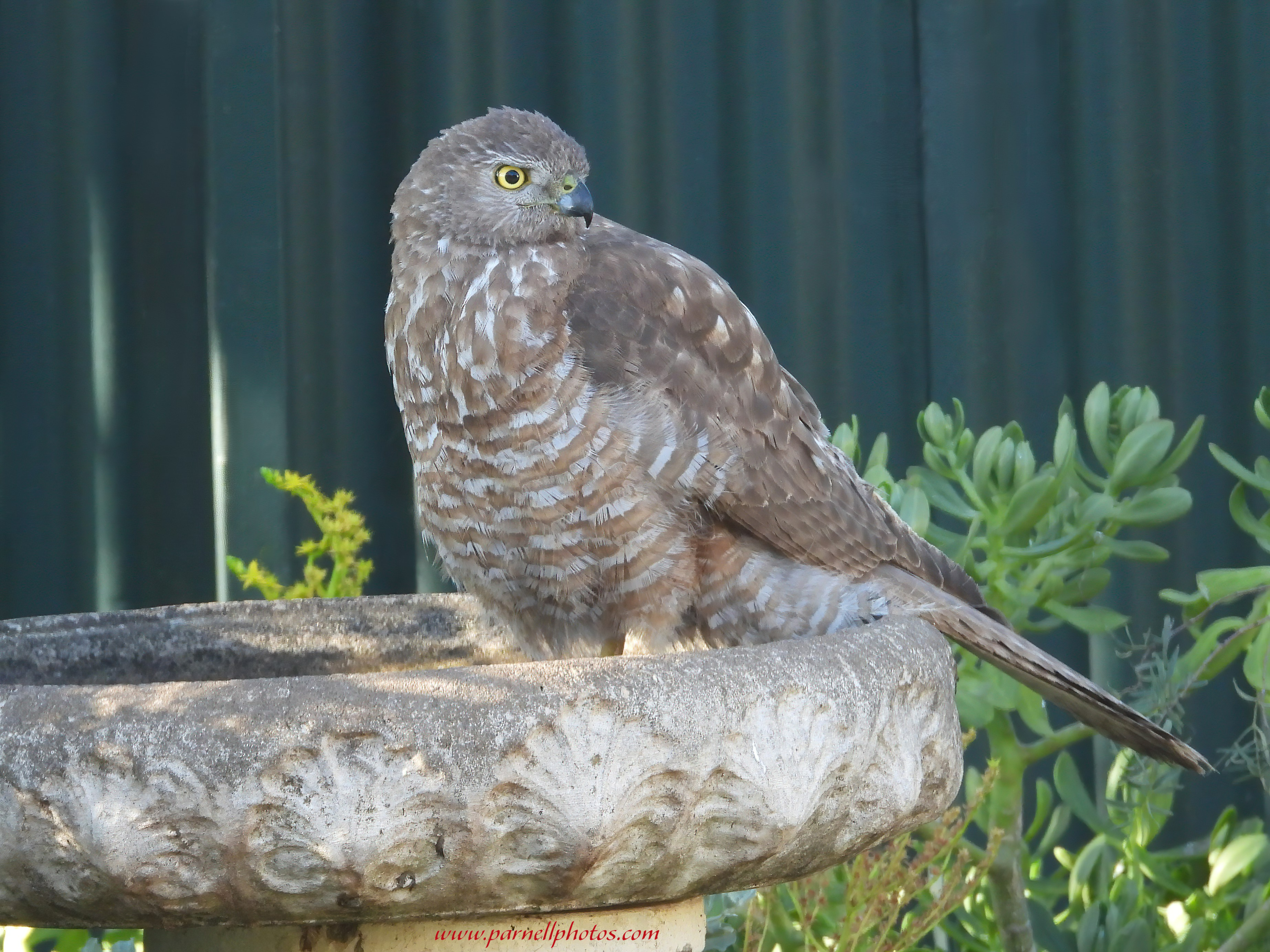 Juvenile Brown Goshawk