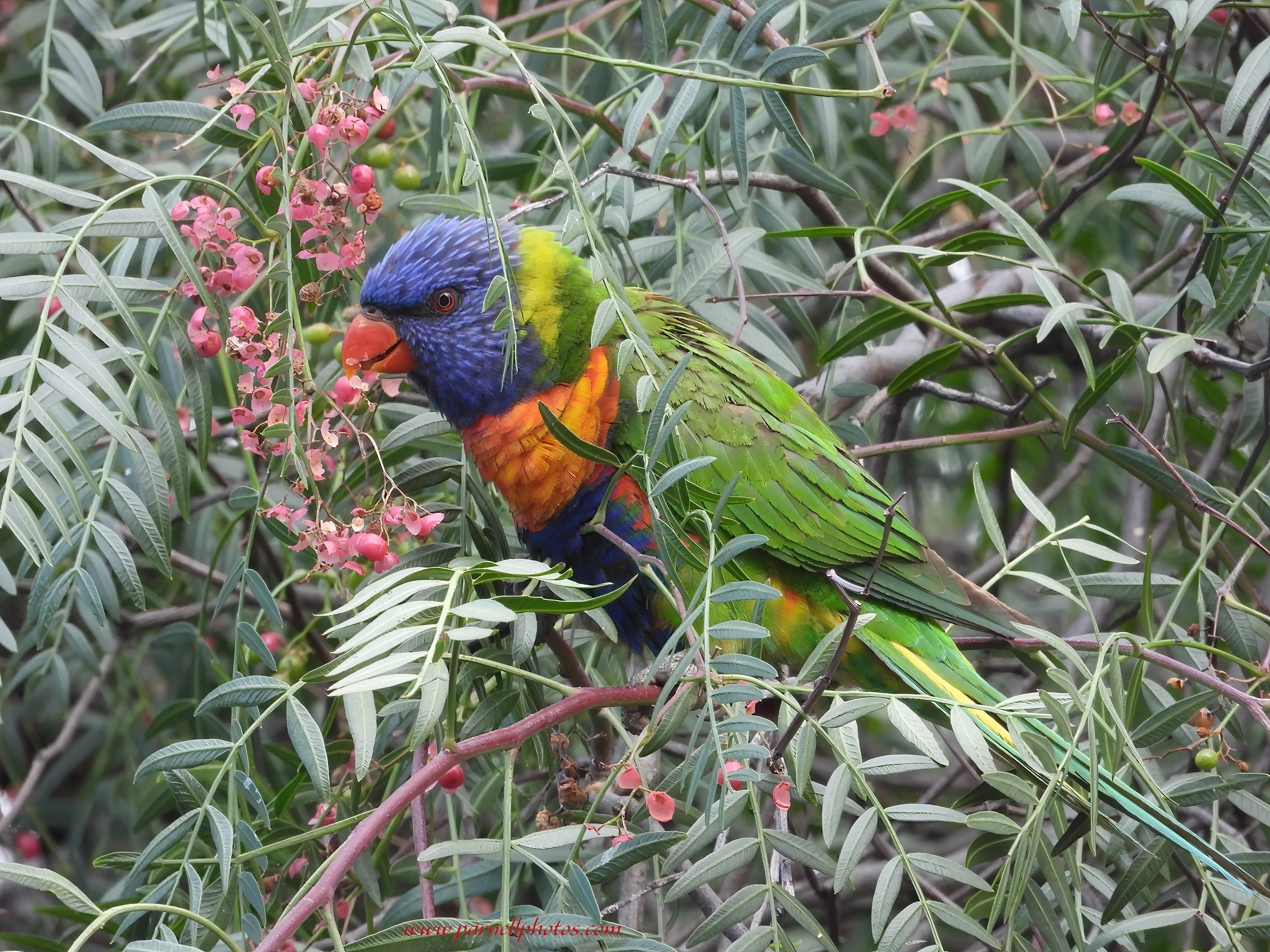 Rainbow Lorikeet in Pepper Tree