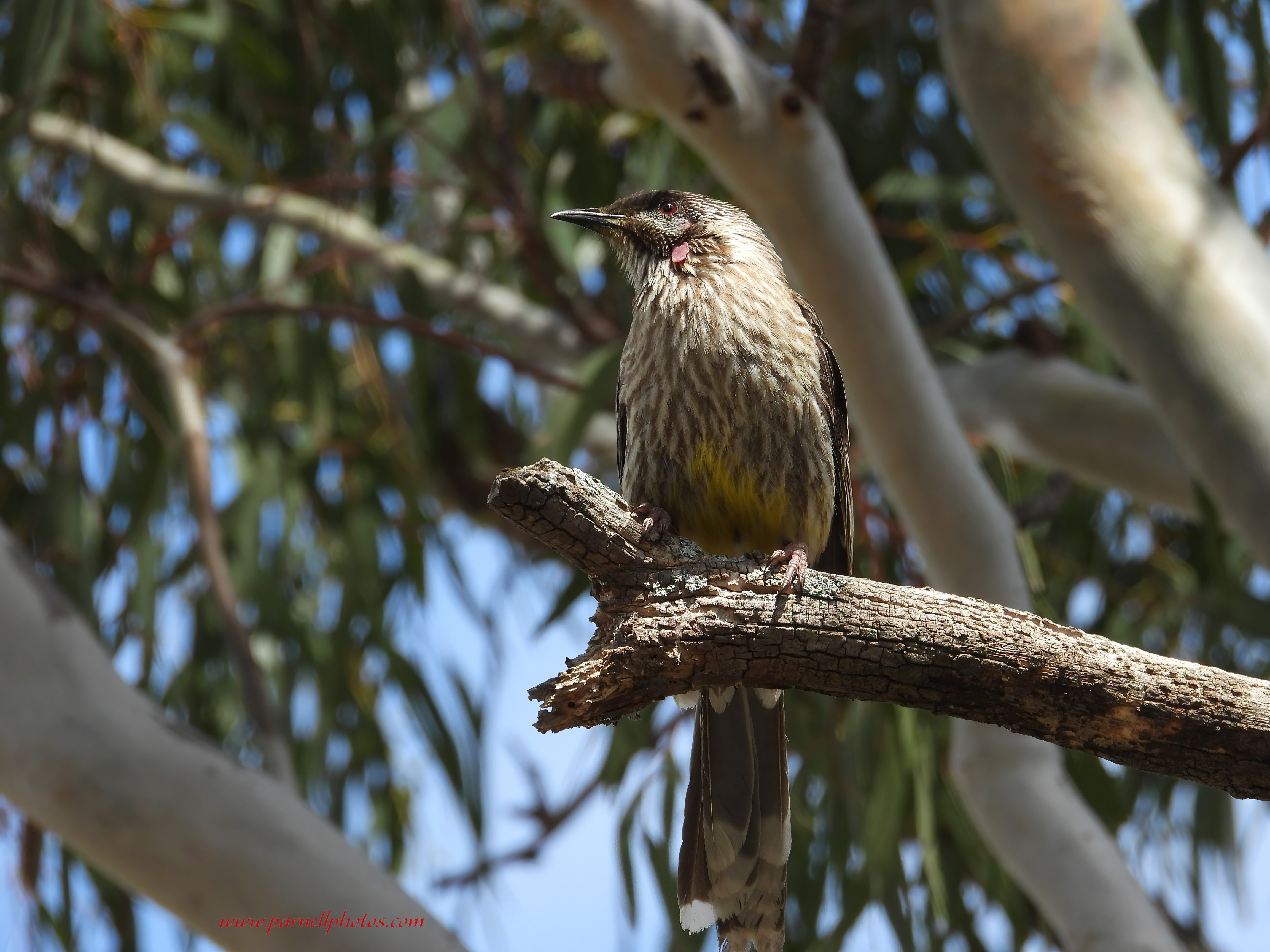 Red Wattlebird