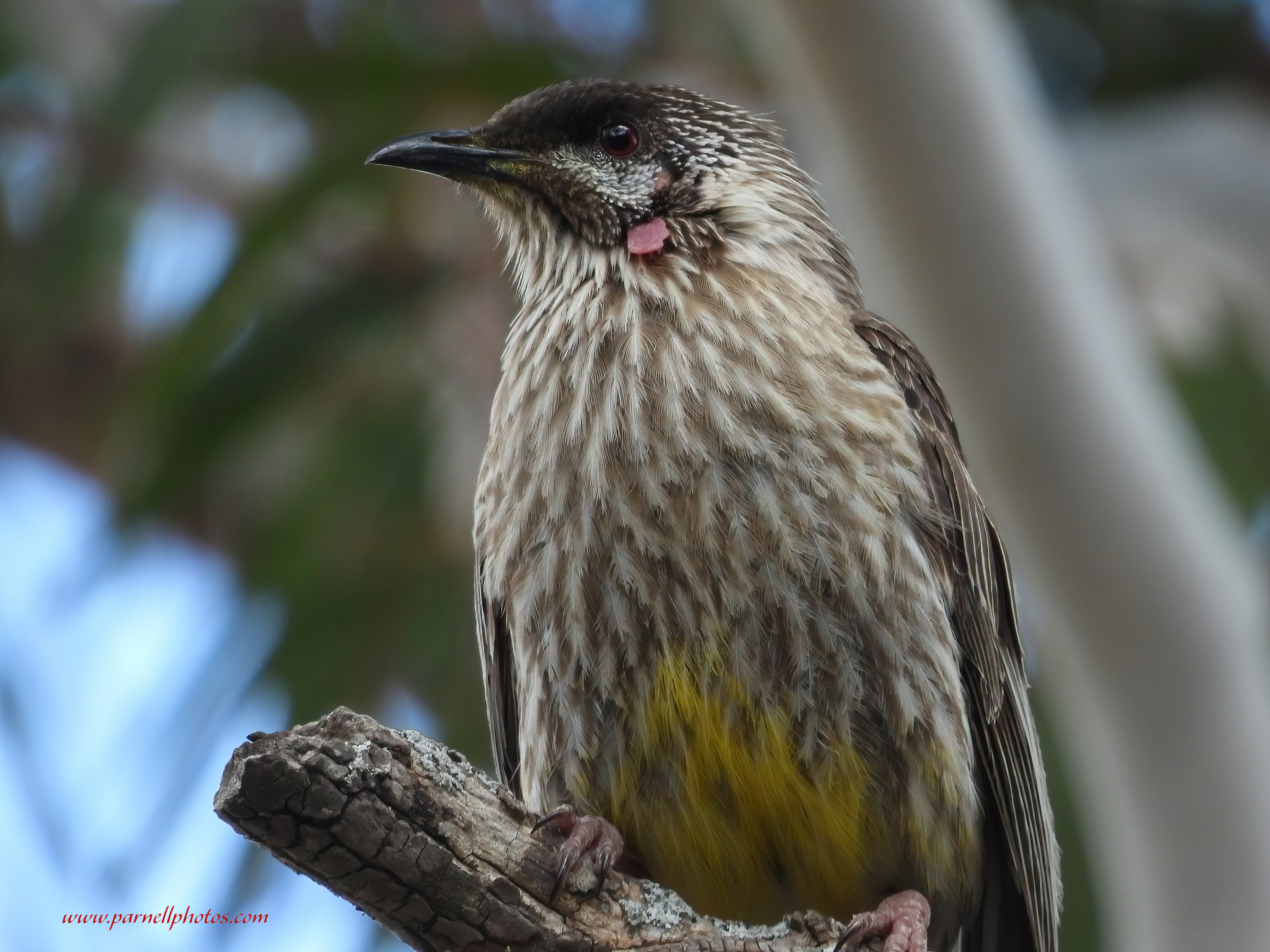 Red Wattlebird Zoom In