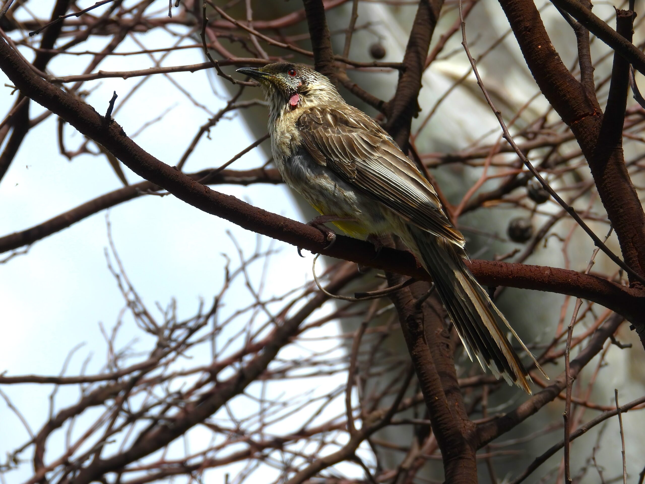 Red Wattlebird at Wetlands