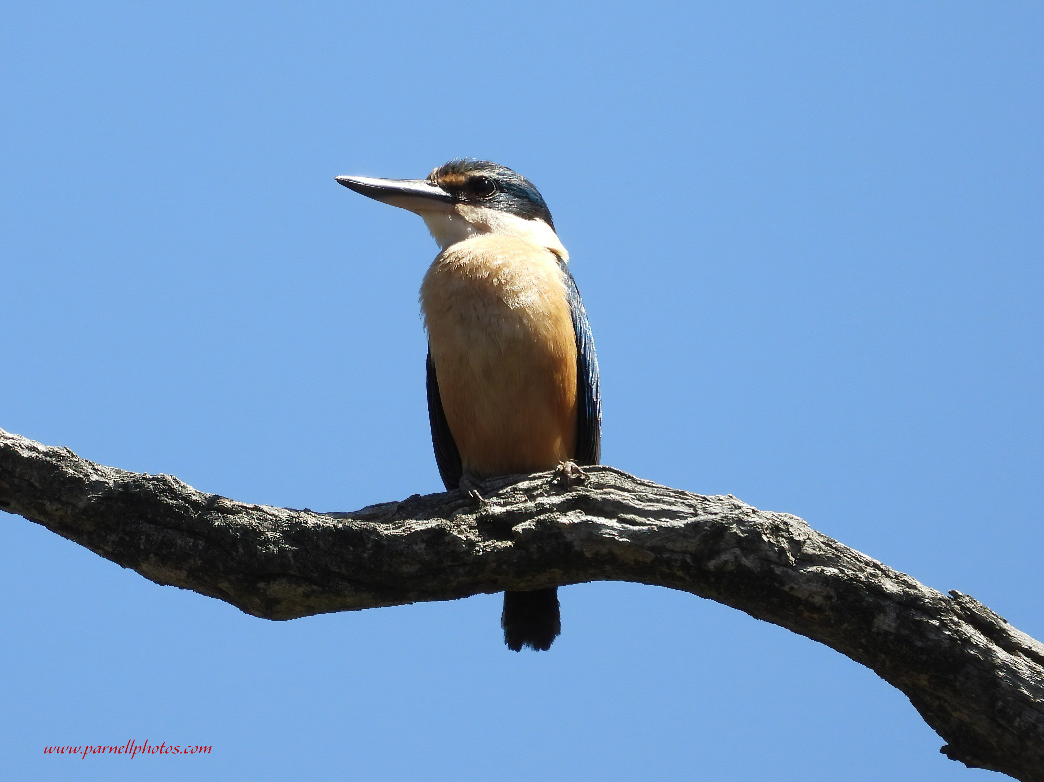 Sacred Kingfisher