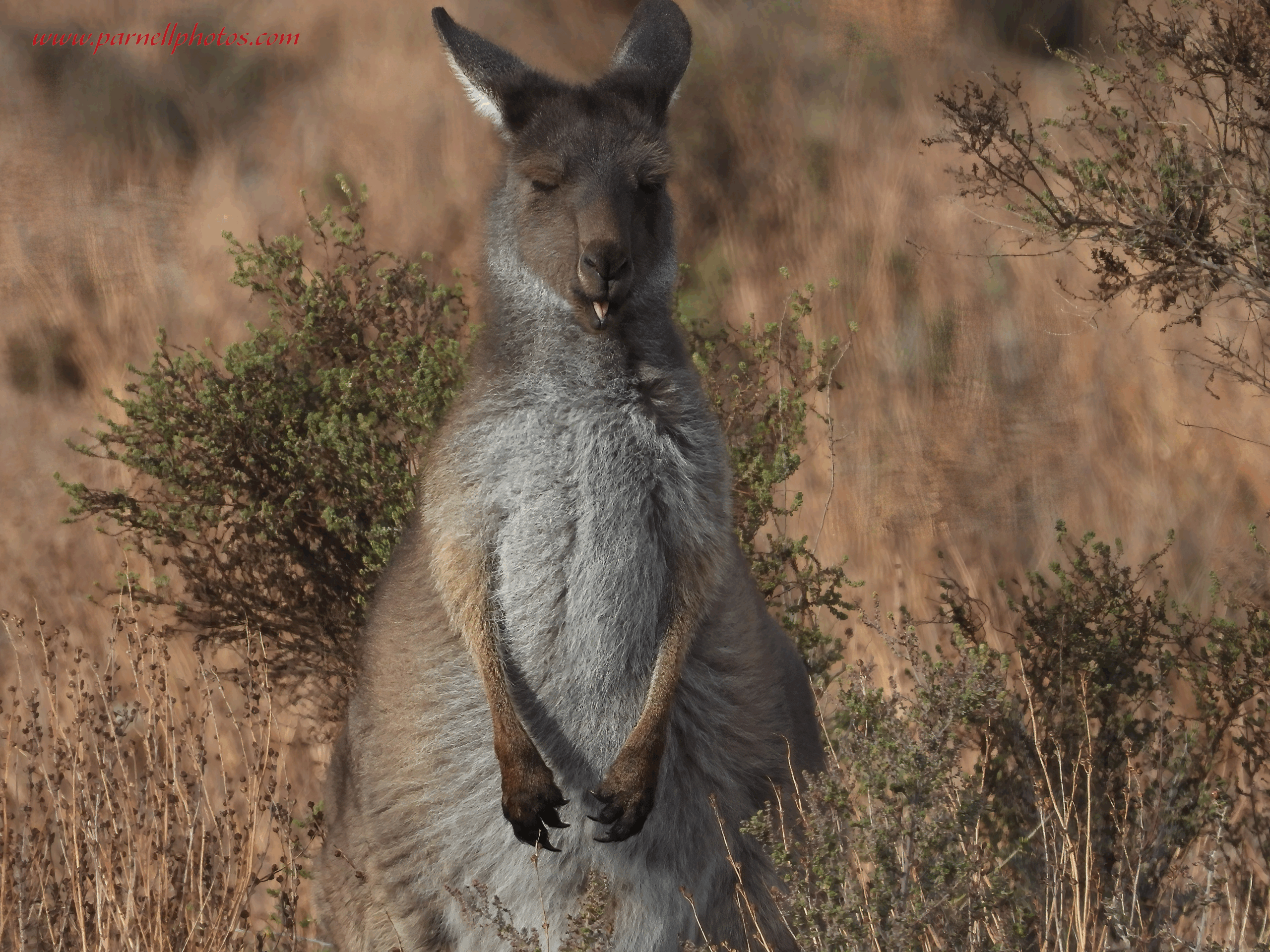 Cute Juvenile Kangaroo