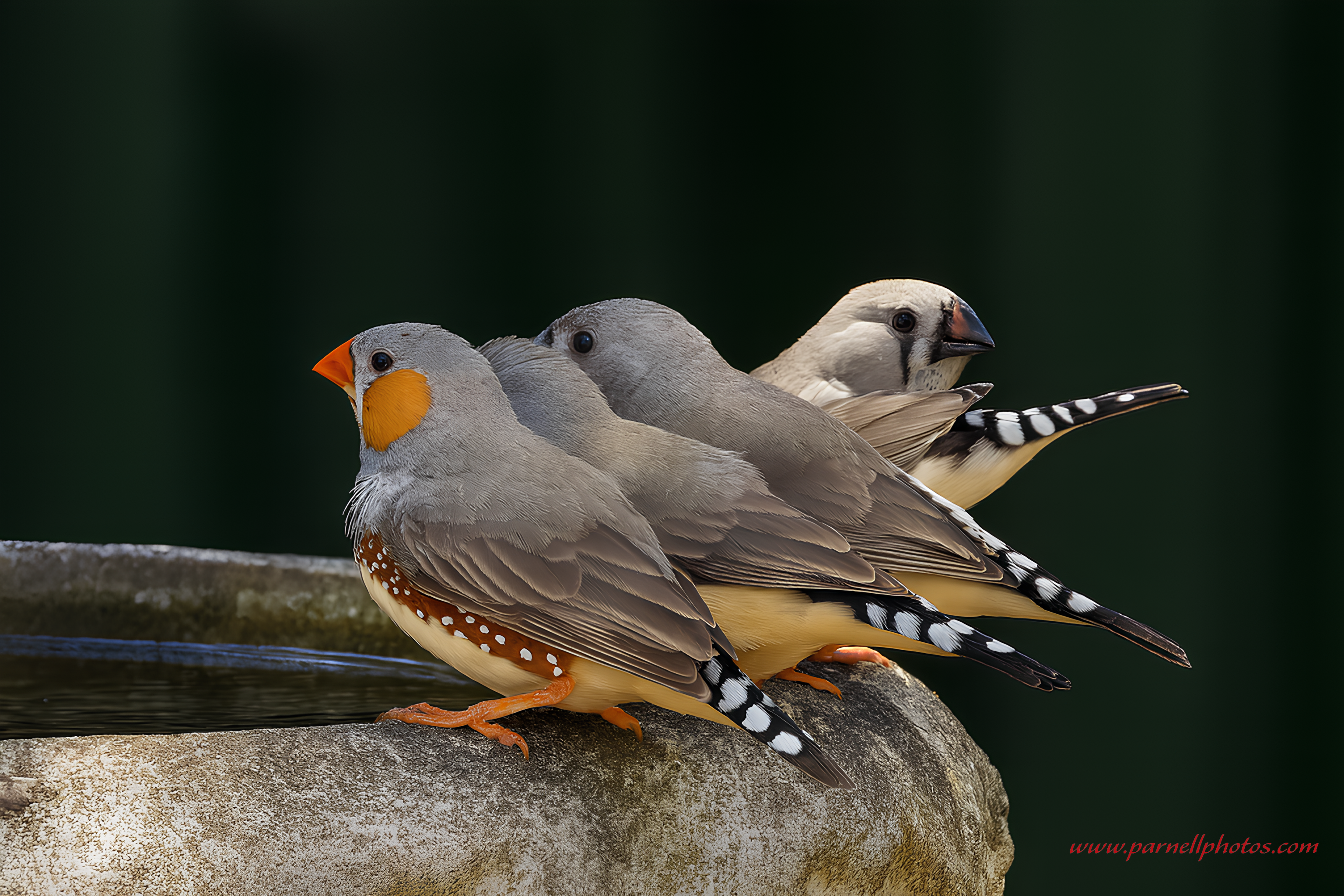 Australian Zebra Finch Family