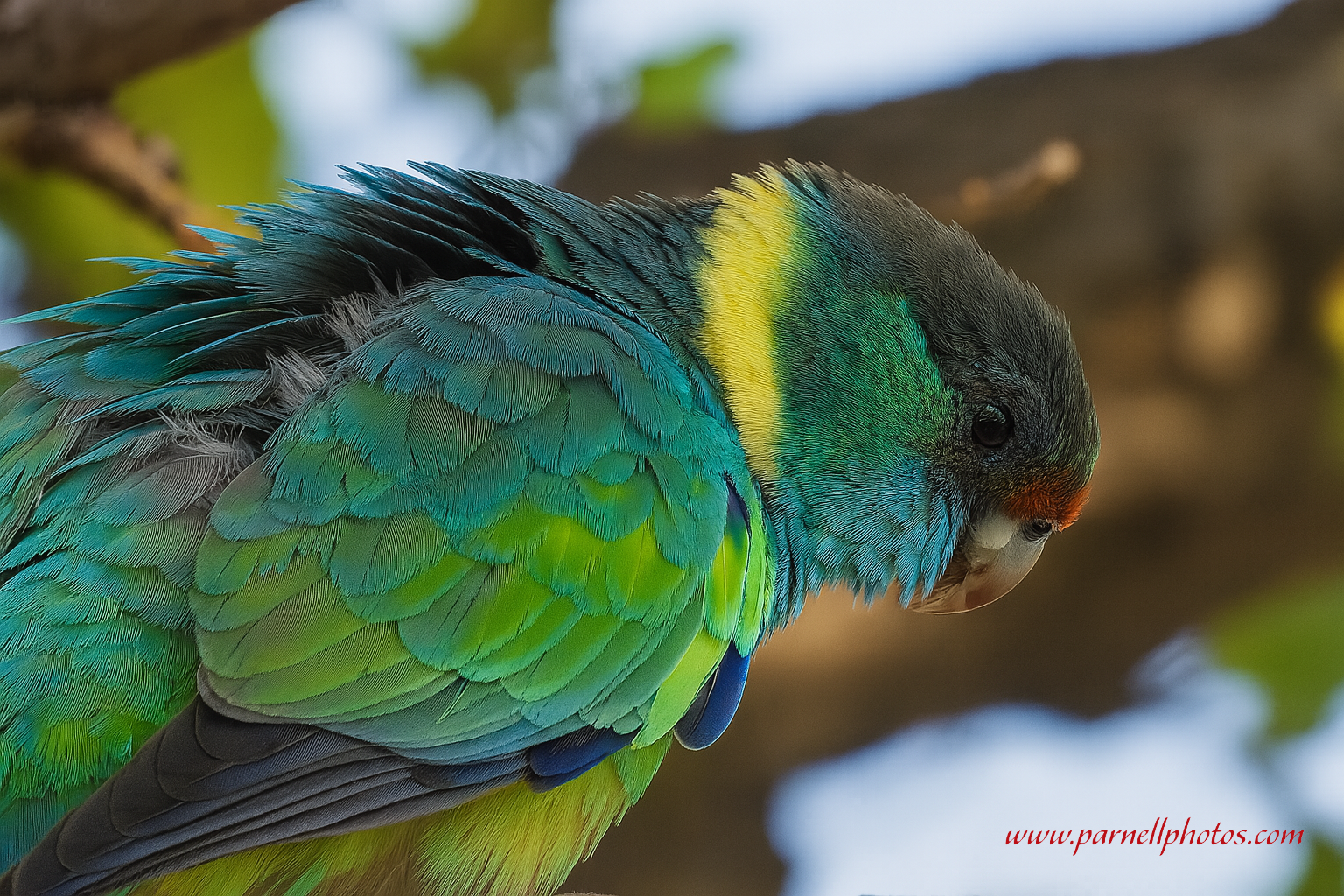 Closeup Australian Ringneck