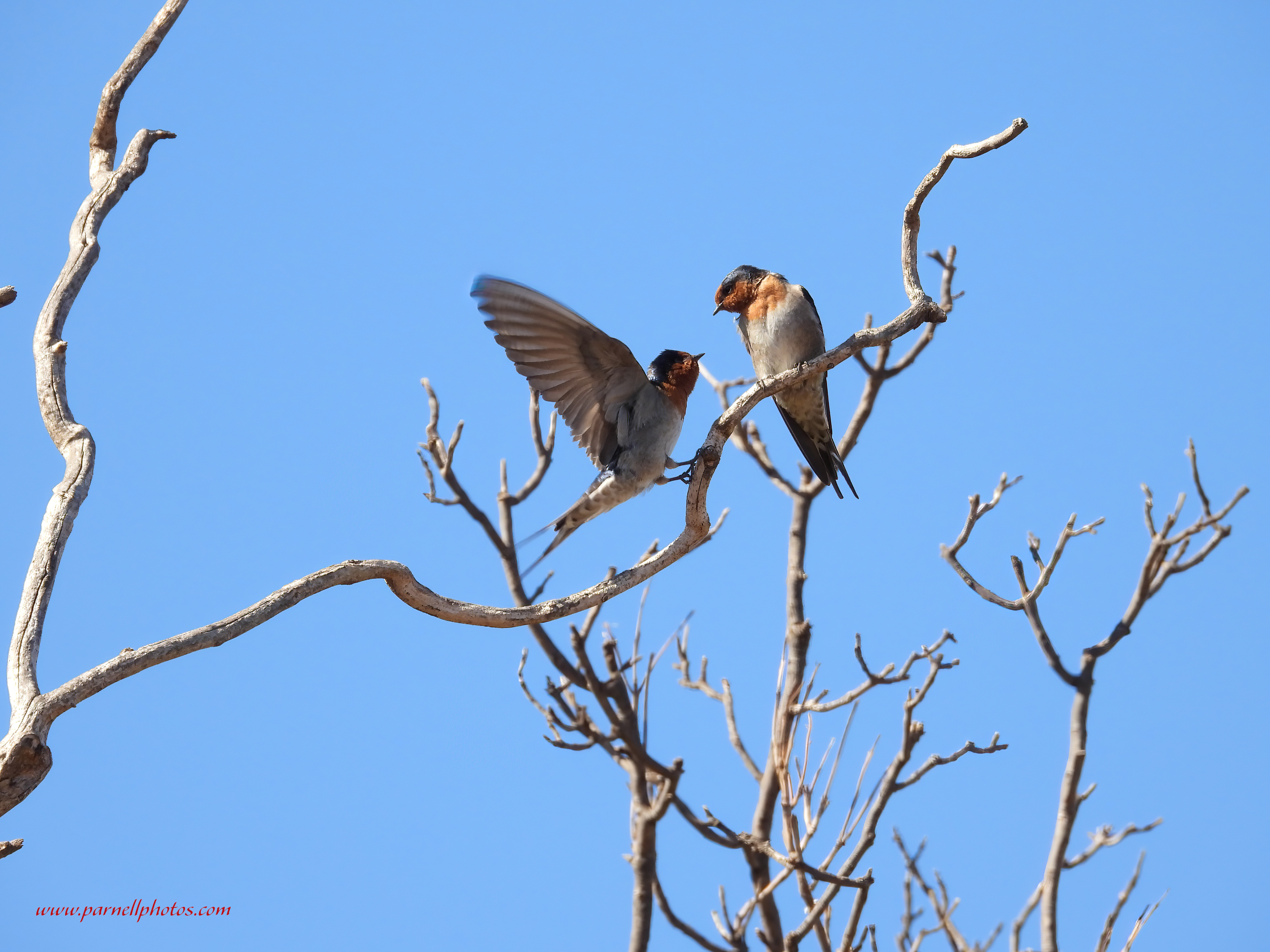 Flying Welcome Swallow 