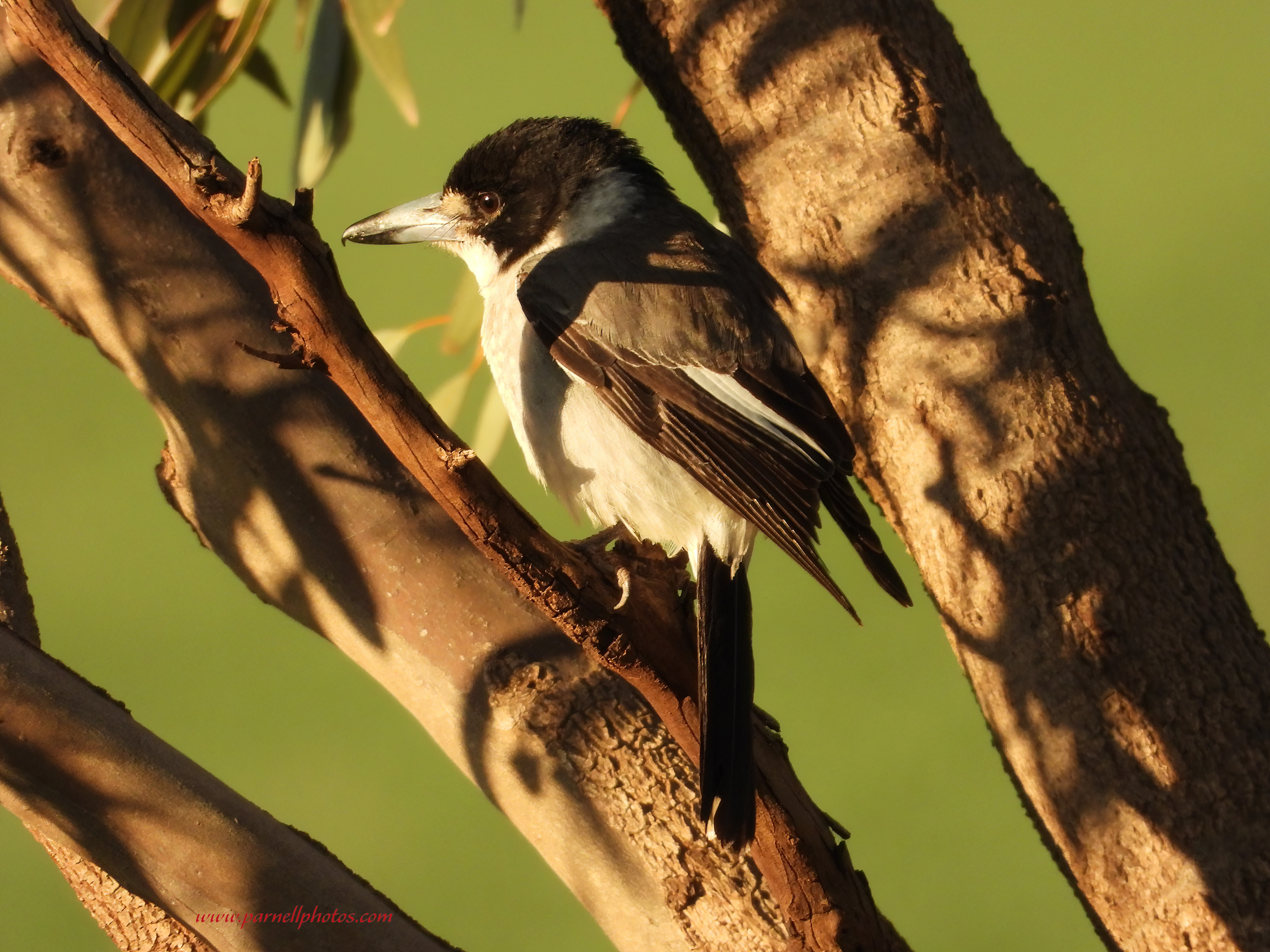 Grey Butcherbird at Sunset