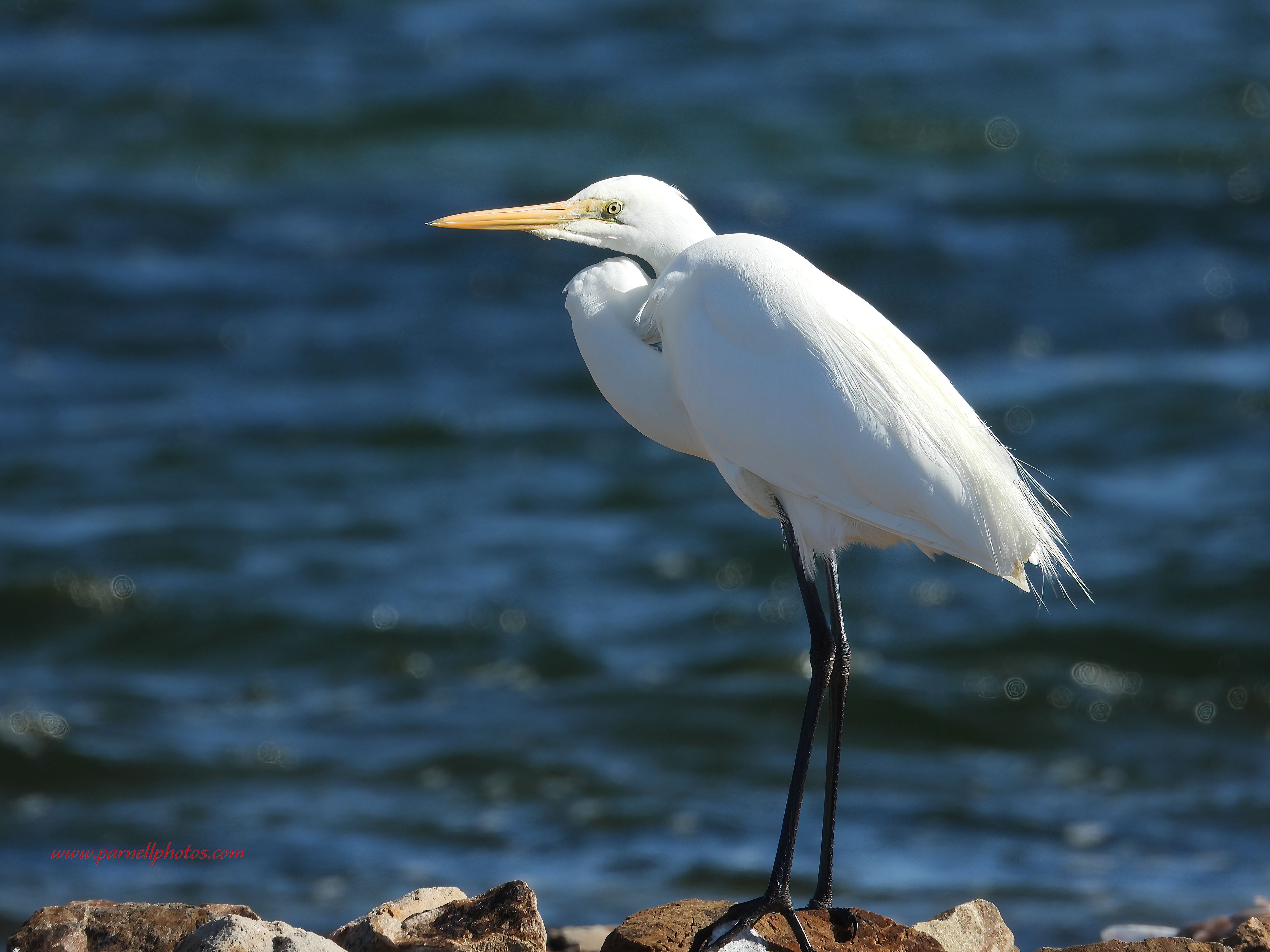 Snowy Egret