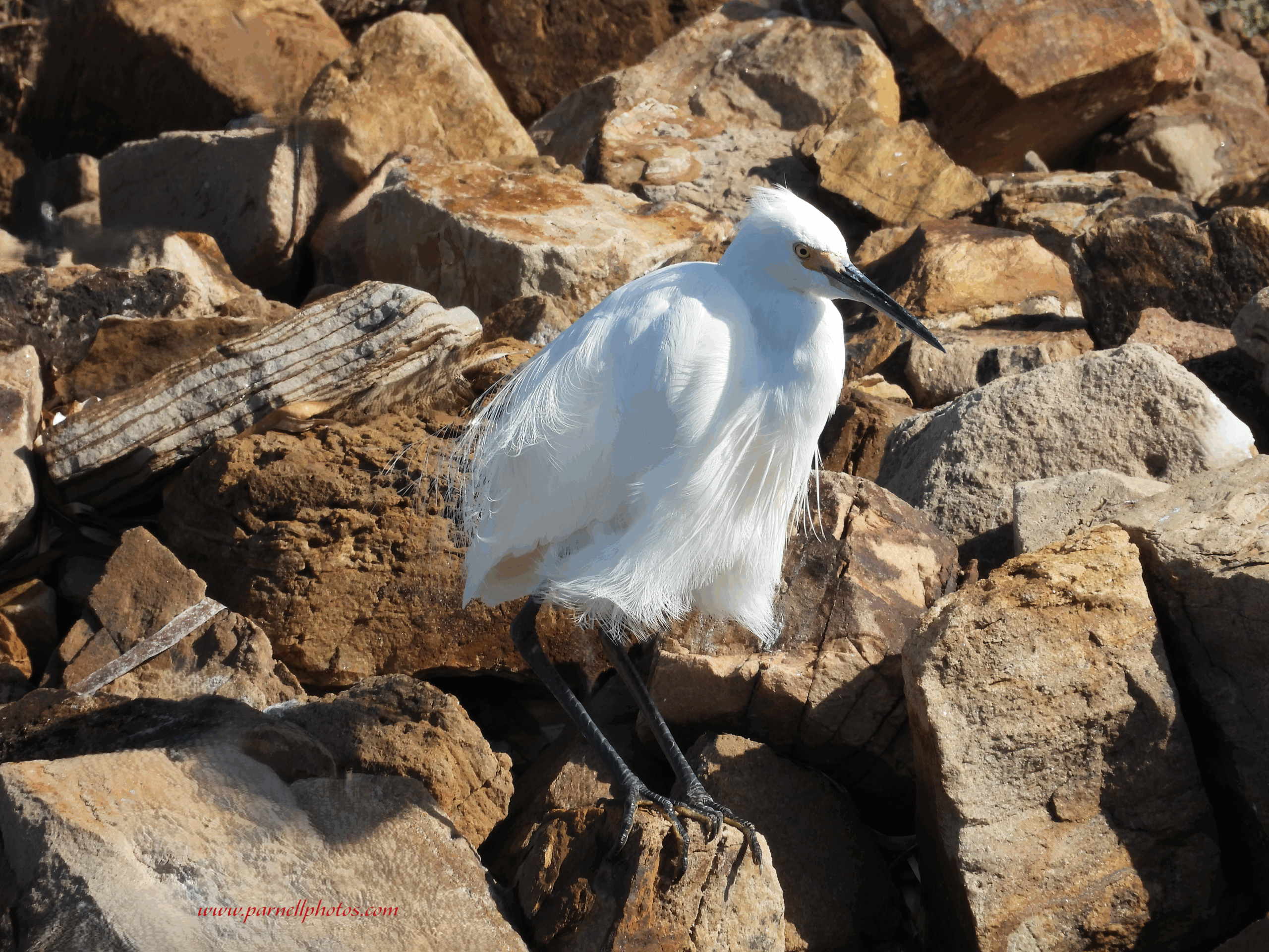 Snowy Egret at Beach