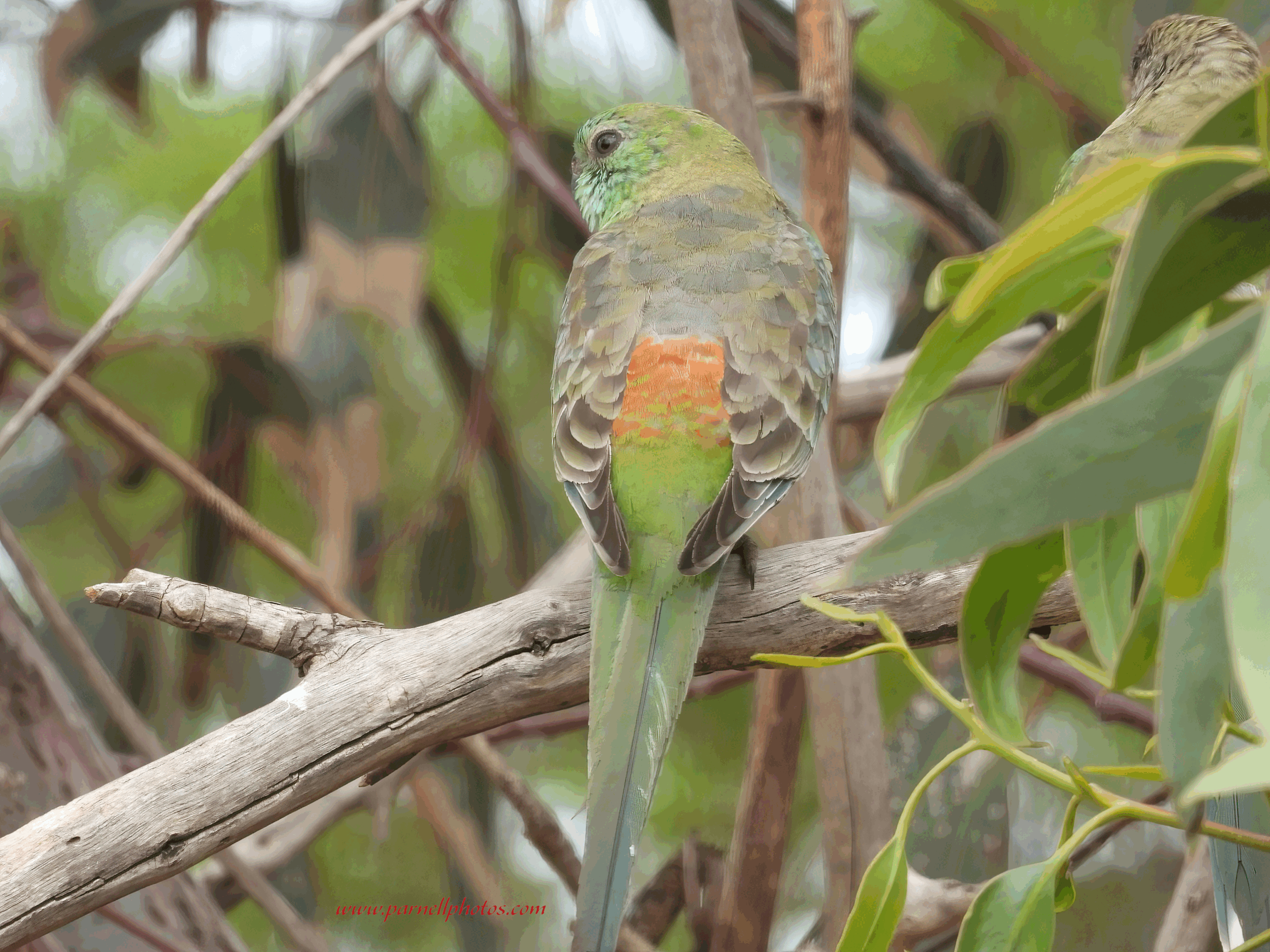 Male Red-rumped Parrot
