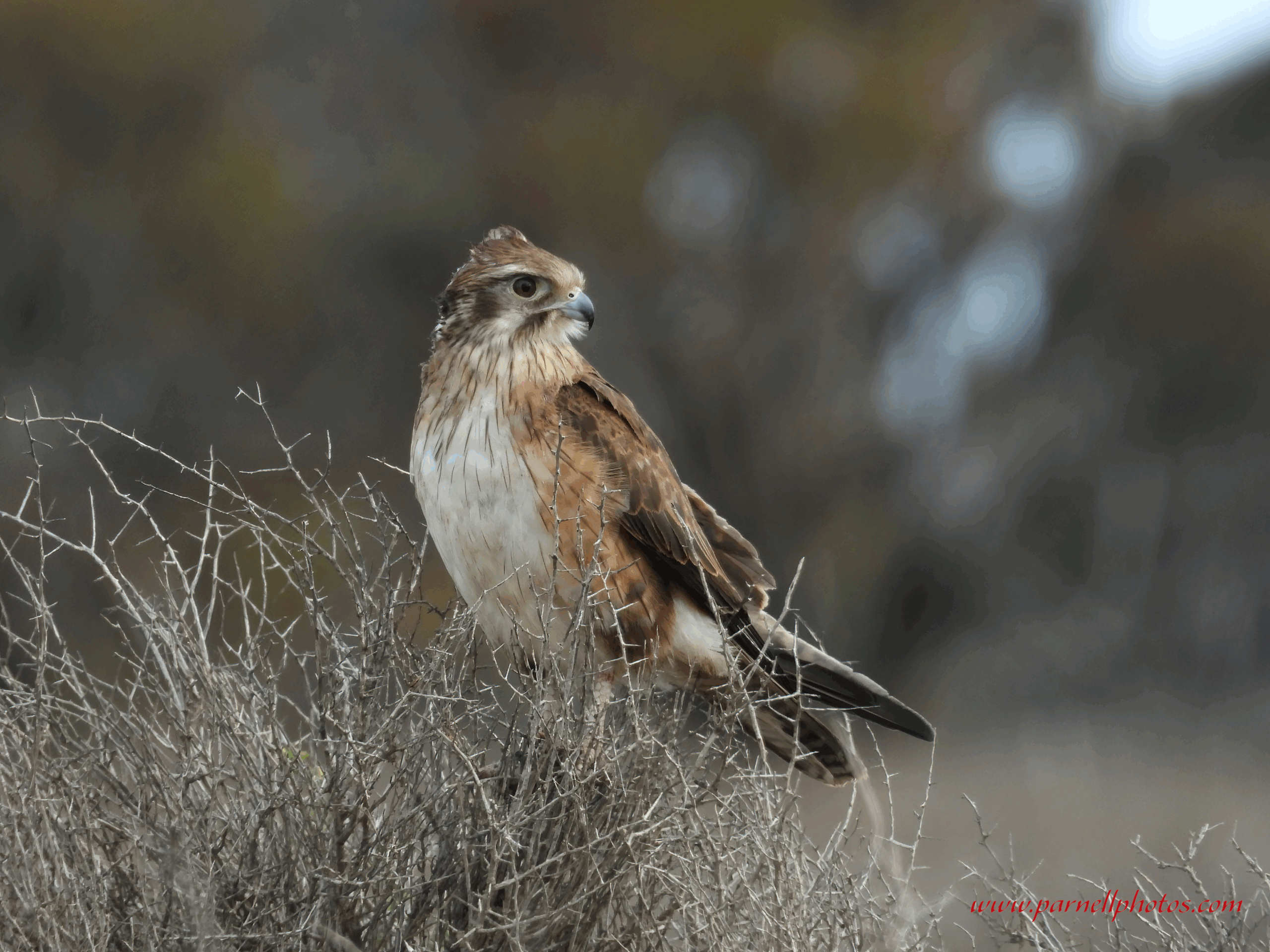 Nankeen Kestrel