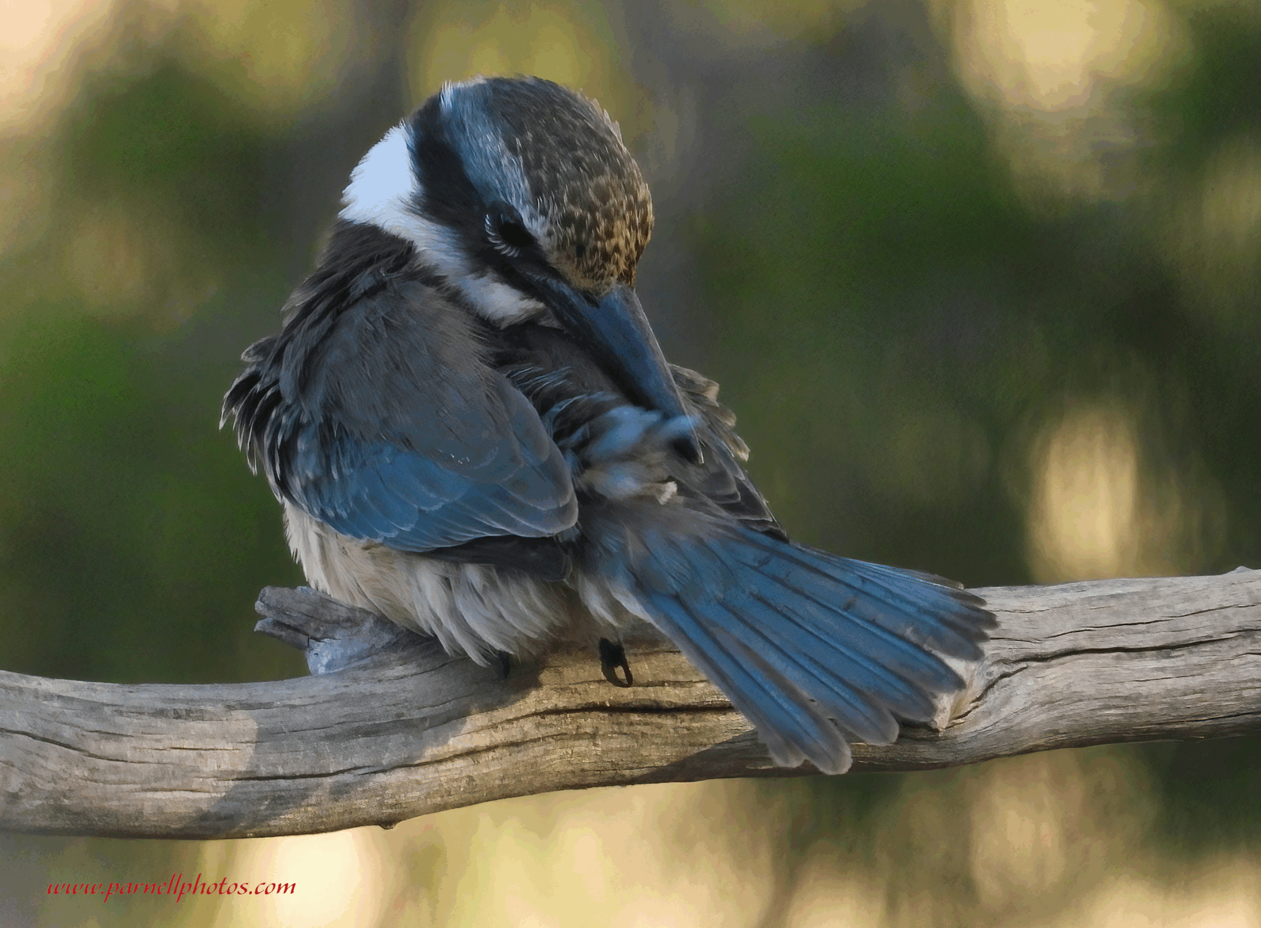 Sacred Kingfisher Preening