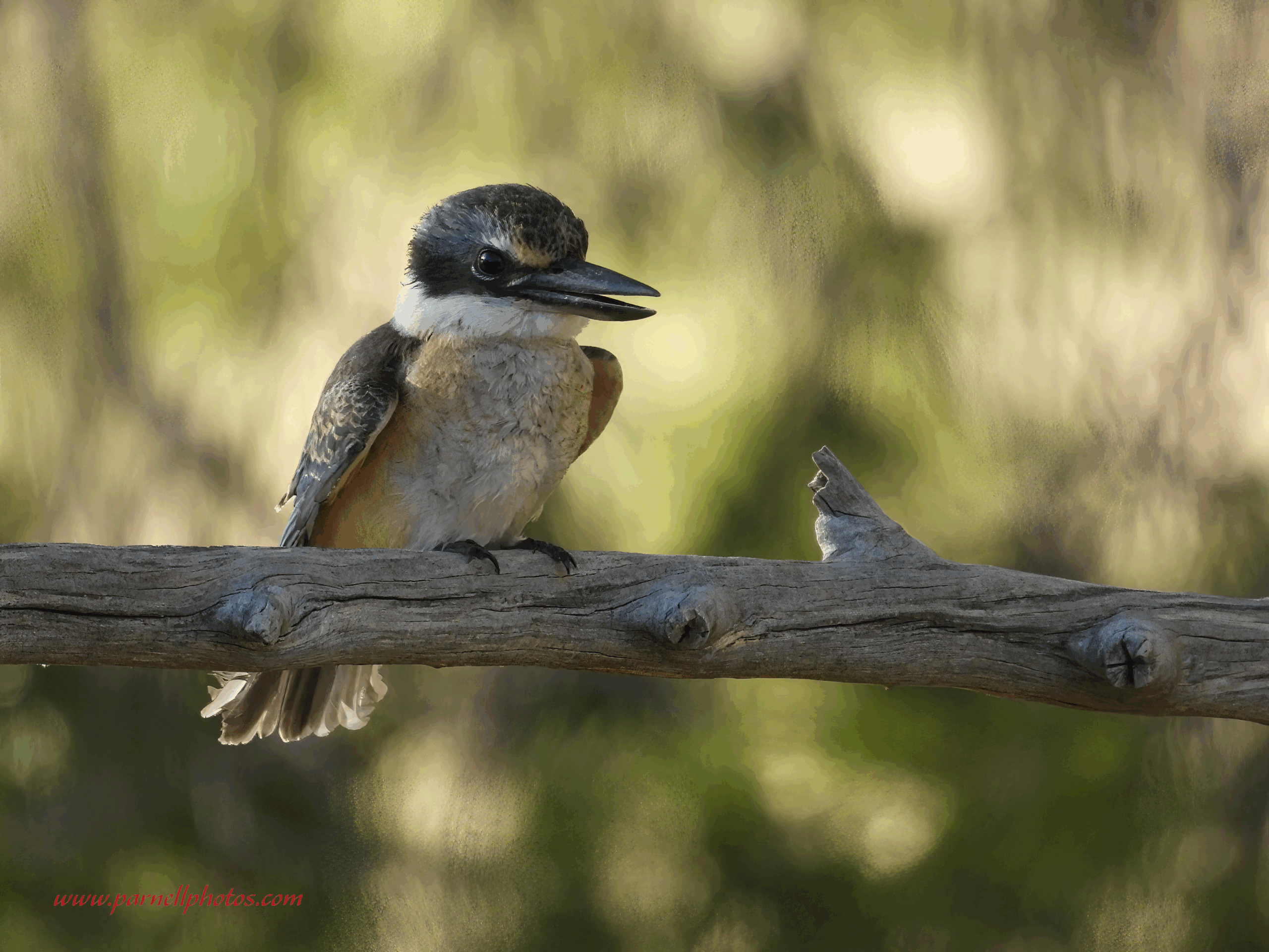 Sacred Kingfisher on Branch